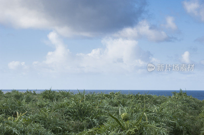 海边洋蓟领域