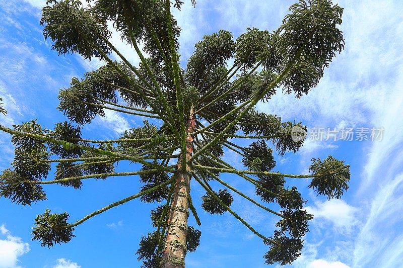 青巴西松树低角度，Paraná，巴西南部