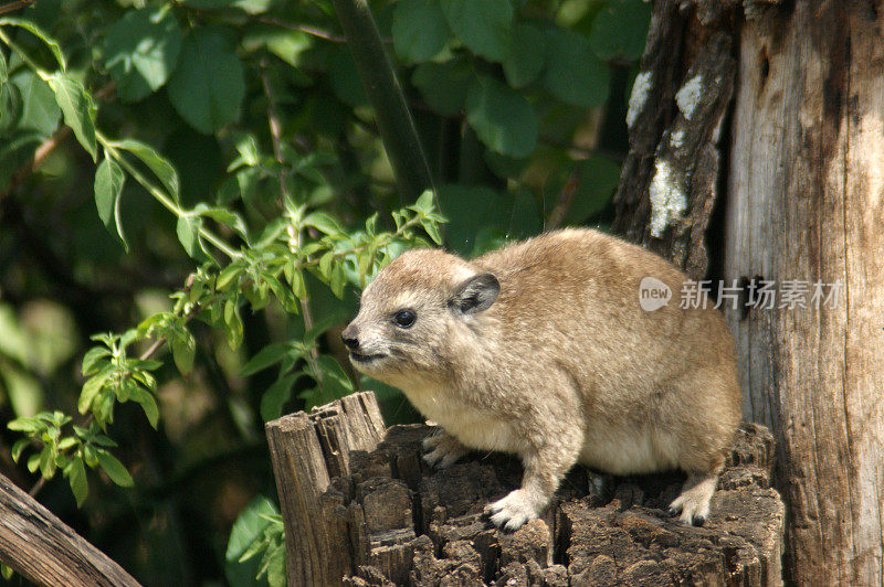 黄色斑点岩狸