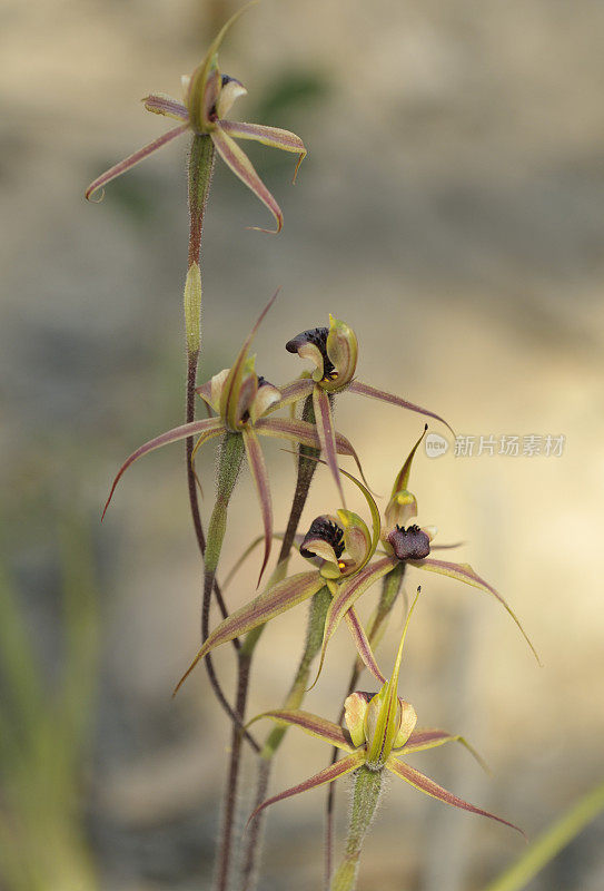 蜘蛛兰花(Caladenia)