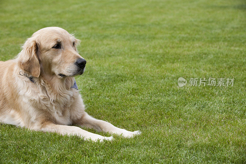 草地上的金毛寻回犬