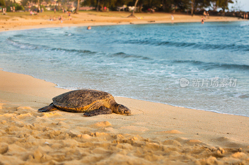夏威夷考艾岛海滩上的绿海龟