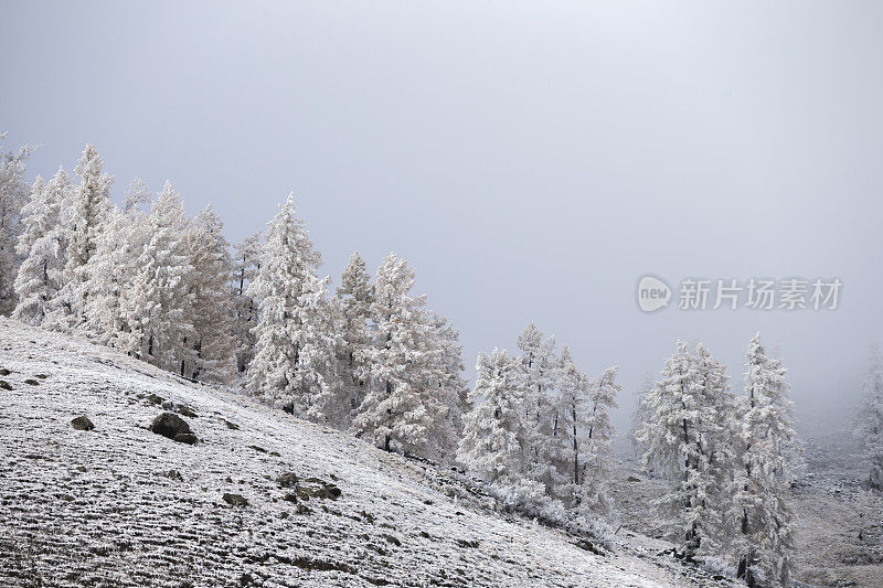 白雪覆盖了中国新疆喀纳斯湖附近的树木