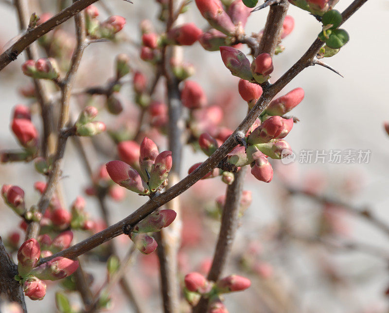 春天，温柏小枝上的花蕾