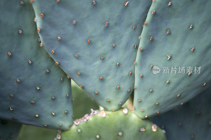 纹理多刺的仙人掌叶子的全框架特写