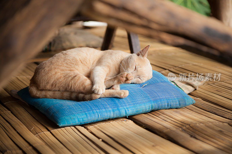 虎斑猫在垫子上休息