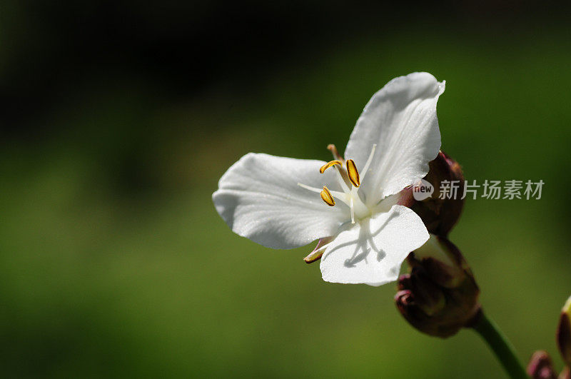 宏观的花朵,英国