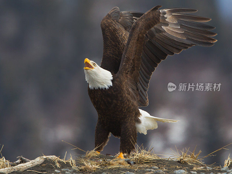 鹰打电话