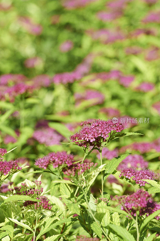 日本Spiraea