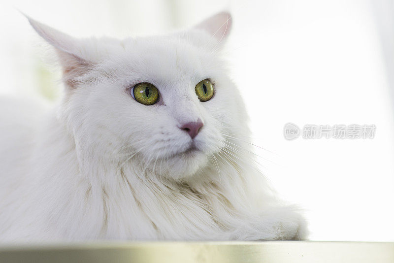 动物医院里的白猫