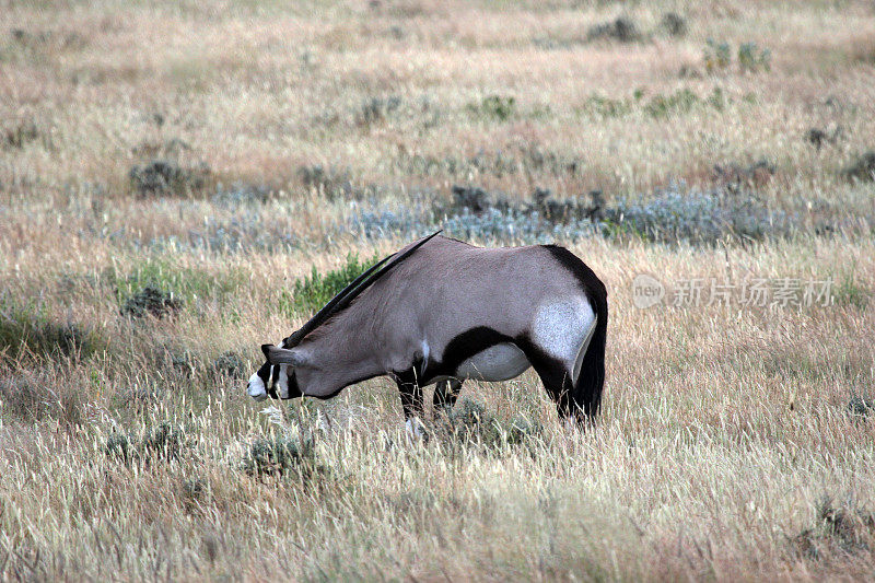 纳米比亚:Etosha国家公园的羚羊