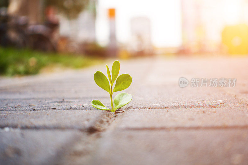 混凝土中长出了新鲜的植物