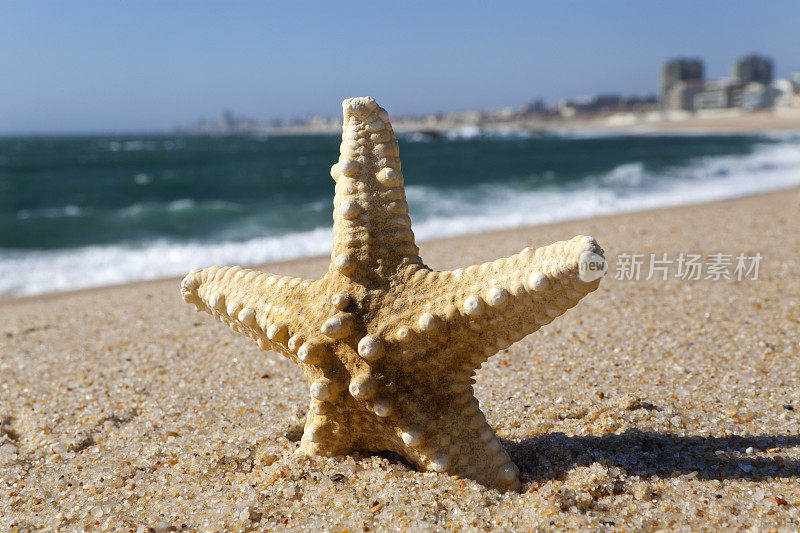 海滩上的海星