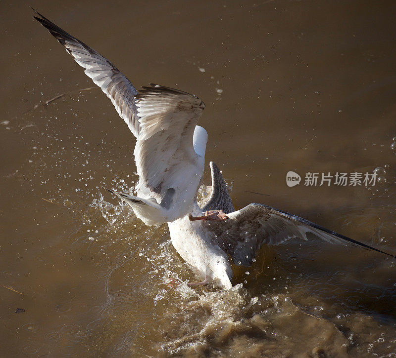 蓝绿色的海鸥