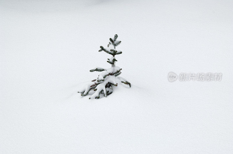 雪下的小枞树