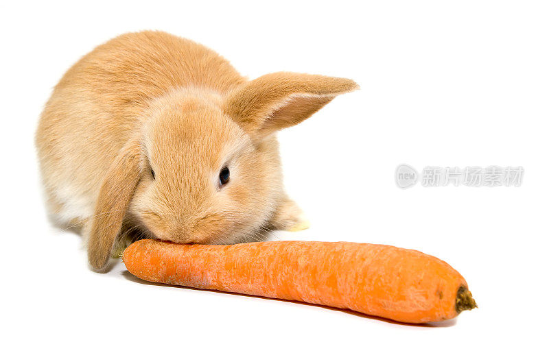 复活节小兔子和胡萝卜