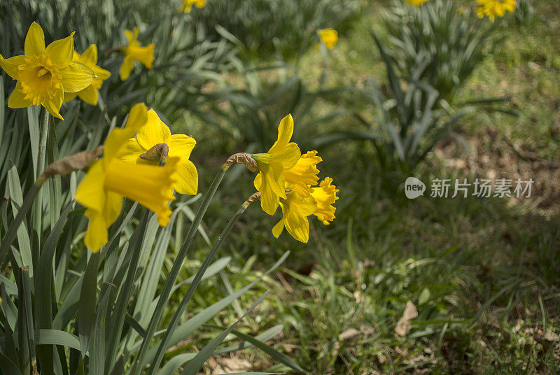 黄花植物野外特写