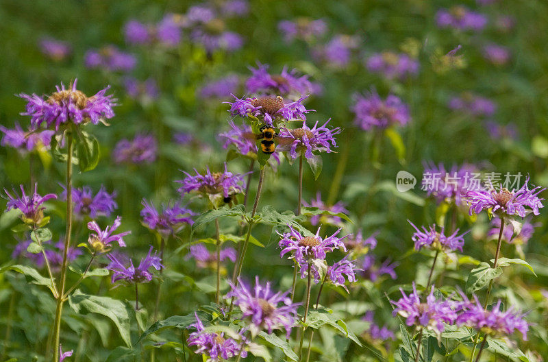 Monarda草地的背景