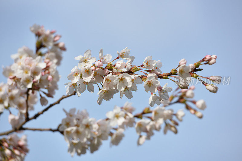 樱花