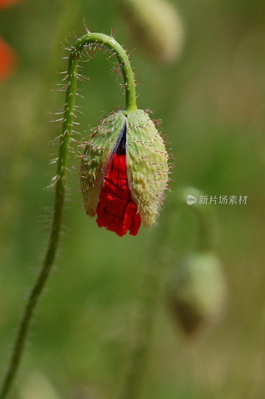 红罂粟花蕾