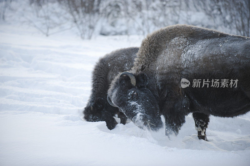 林地野牛清理耶洛奈夫附近的积雪。