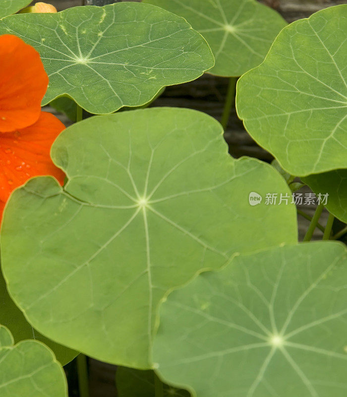 旱金莲叶+花部分