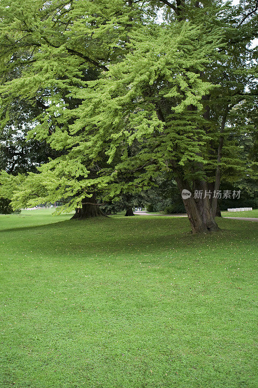 公园风景清幽，绿树成荫