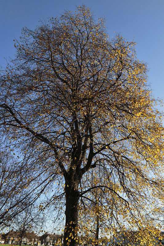 黄的秋叶，椴树，椴树，蓝天