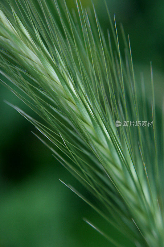 飞镖-普通花园杂草(MACRO)