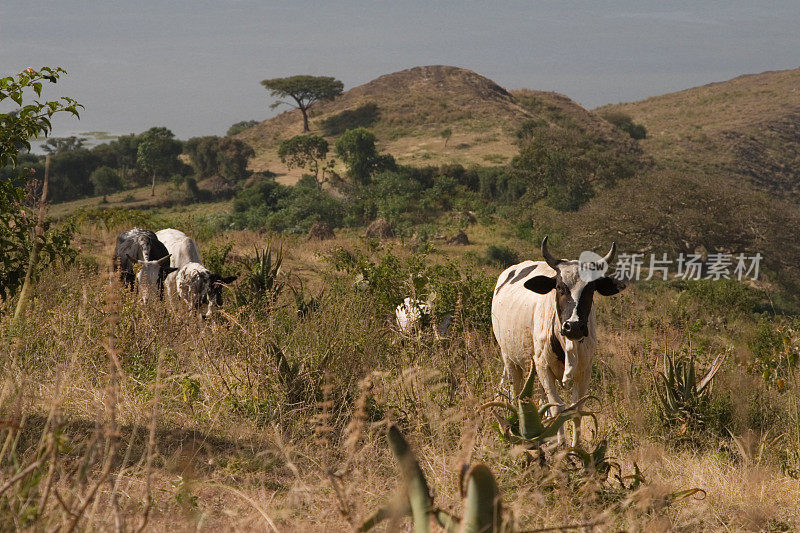 埃塞俄比亚的牛