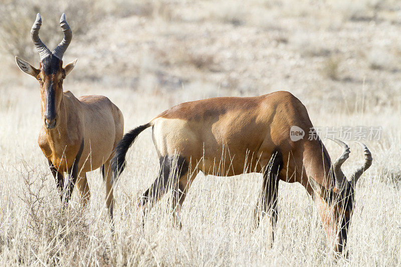 红羚，卡拉加迪越境公园，南非