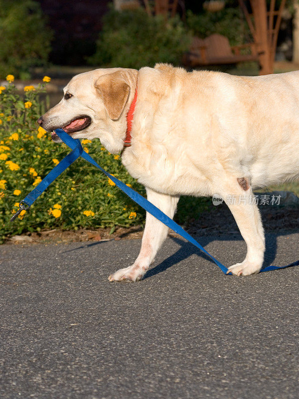 黄色拉布拉多猎犬用皮带走路