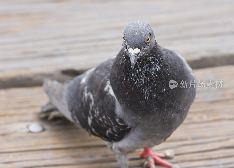 鸽子查找