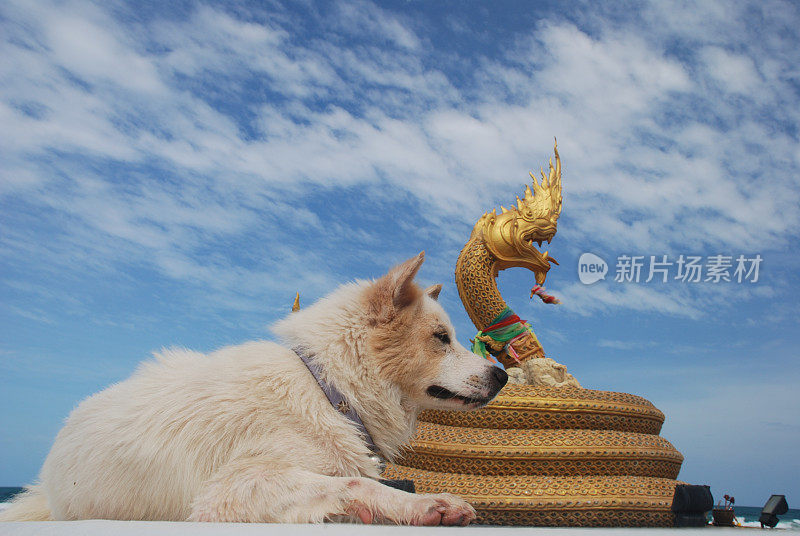 普吉岛卡伦海滩的守护者