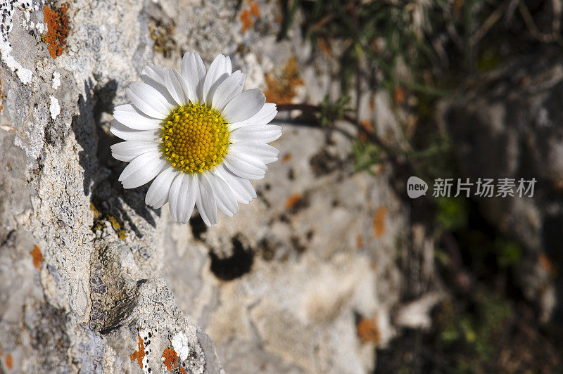 白色的雏菊