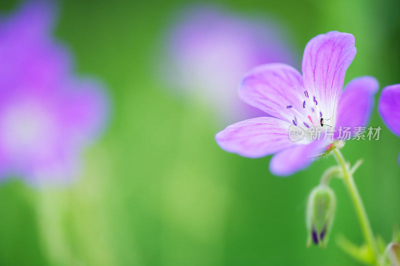 野生陇牛儿苗科花