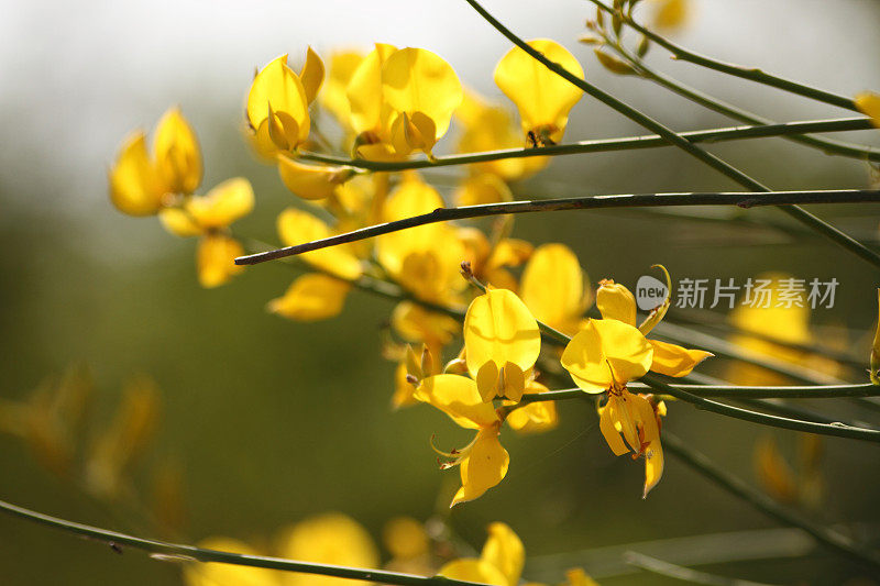 黄花植物野外特写