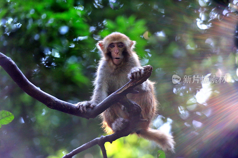 太阳照在猴子身上