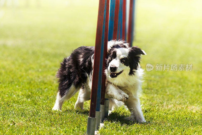 靠近边境牧羊犬的敏捷性课程(回转杆)