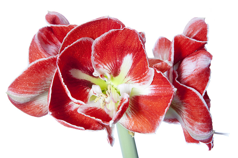 红白双色孤挺花&#8220;桑巴&#8221;(Hippeastrum)