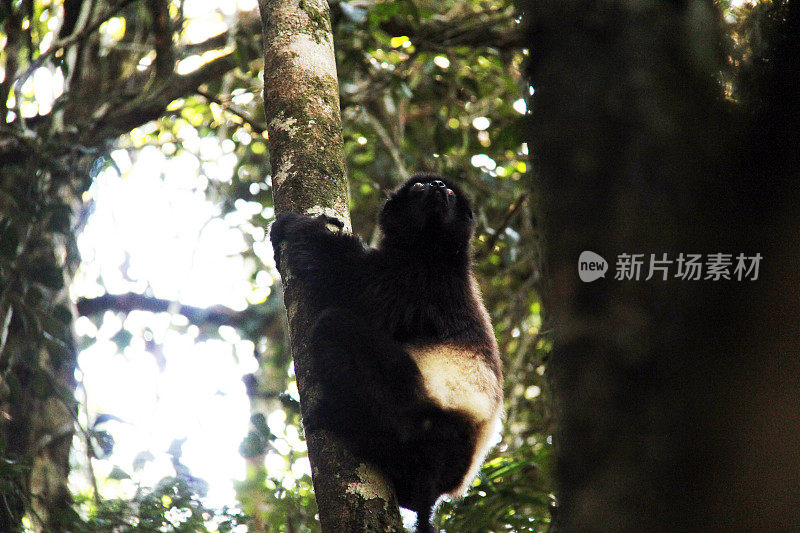 马达加斯加:米尔-爱德华兹的马达加斯加狐猴