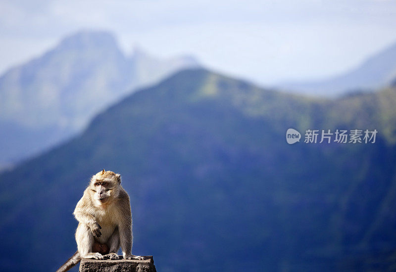 在毛里求斯山区吃螃蟹的猕猴