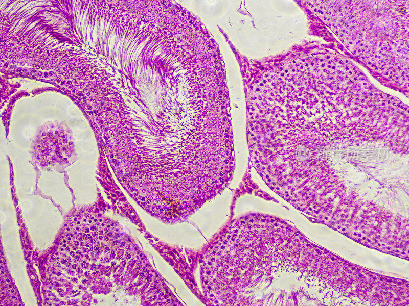 显微镜下的睾丸组织