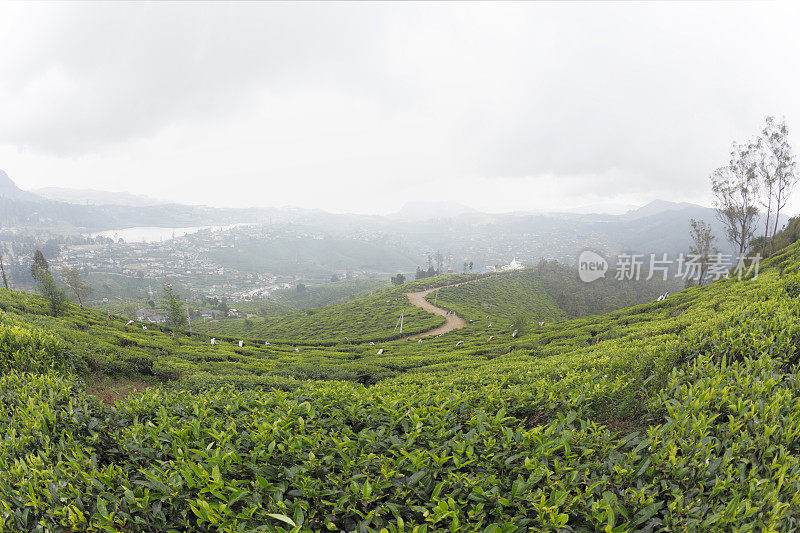 郁郁葱葱的寺庙步道穿过斯里兰卡锡兰茶园