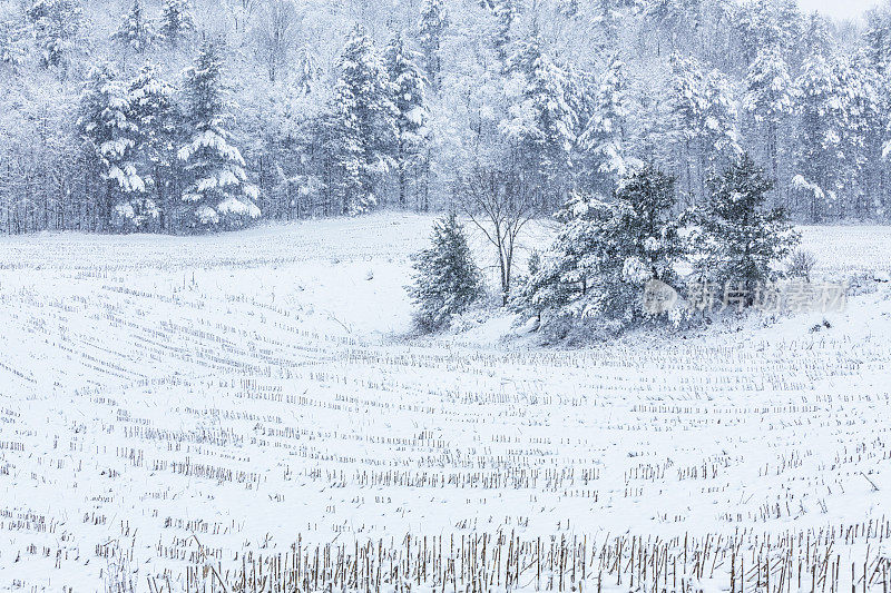 冬季雪暴风雪农村阿迪朗达克摘玉米茎茎