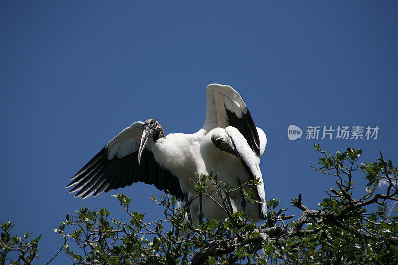 两个木头鹳