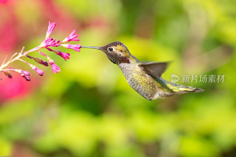 雄性蜂鸟和开花醋栗