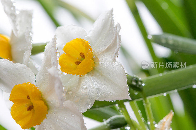 美丽的水仙花