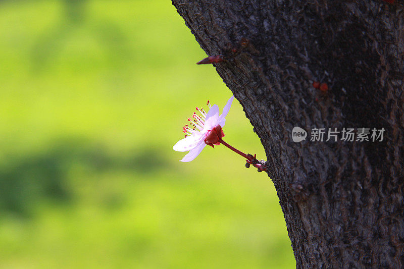 樱花