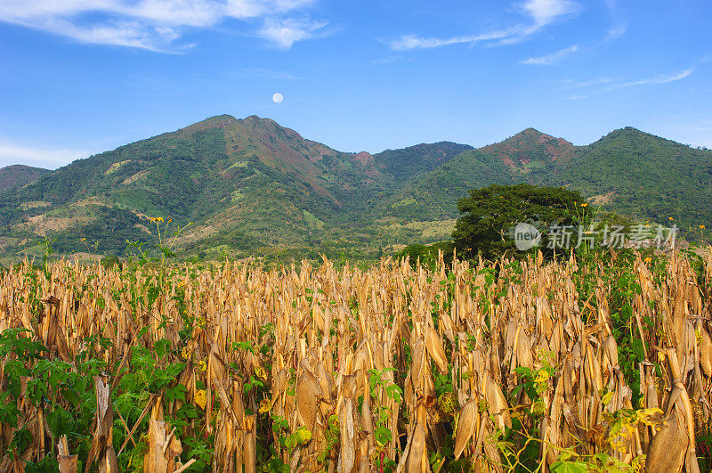 清晨的中美洲风景